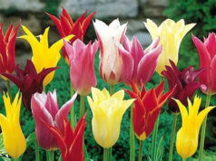 Рекомендации по выбору тюльпанов