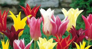 Рекомендации по выбору тюльпанов