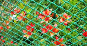 Пластиковая сетка: современный легкий материал для возведения ограждений различной высоты