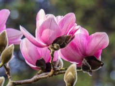Магнолия — цветущая аристократка весеннего сада