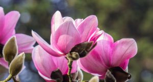 Магнолия — цветущая аристократка весеннего сада