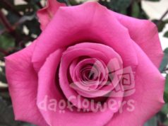 Преимущества оптовых поставок цветов Daoflowers