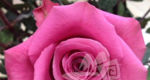 Преимущества оптовых поставок цветов Daoflowers