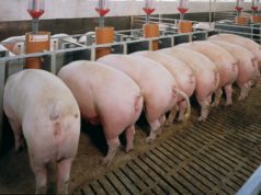 Оборудование для свинофермы: модели и цены