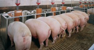 Оборудование для свинофермы: модели и цены