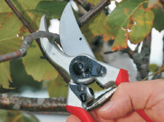 Секатор Felco — удачный выбор для новичков