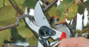 Секатор Felco — удачный выбор для новичков