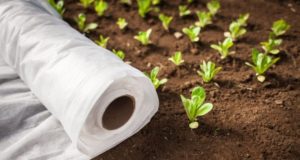 Что такое агроволокно: применение укрывного материала