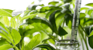 Регуляторы роста и как правильно ими пользоваться