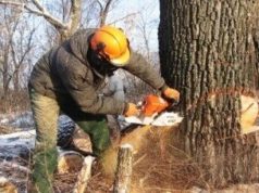 Вырубка деревьев: в каких случаях это необходимо