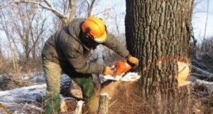 Вырубка деревьев: в каких случаях это необходимо