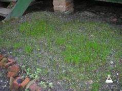 Через сколько всходит газонная трава после посева?