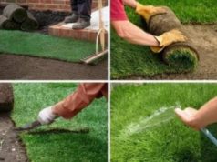 Рулонный газон: рекомендации по выбору и уходу