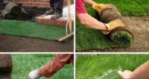 Рулонный газон: рекомендации по выбору и уходу