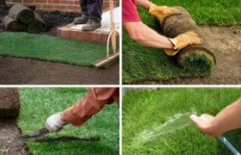 Рулонный газон: рекомендации по выбору и уходу