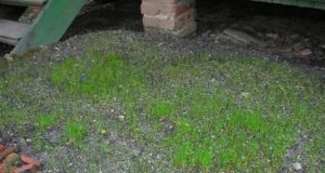 Через сколько всходит газонная трава после посева?