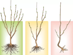 Как выбрать саженцы?