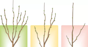 Как выбрать саженцы?