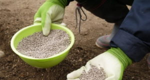 Карбамид: особенности и преимущества