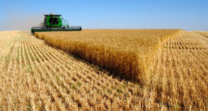 Особенности выращивания сельскохозяйственных культур