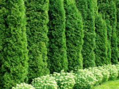 Туя: особенности и преимущества