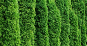 Туя: особенности и преимущества