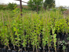 Как правильно выбрать саженцы плодовых деревьев?