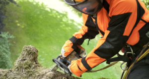 Удаление деревьев: что нужно знать?