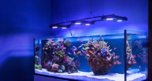 Как выбрать аквариум для дома или офиса