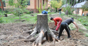 Корчевание пней