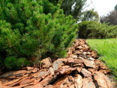 Кора для мульчирования: особенности и преимущества