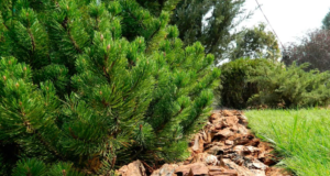 Кора для мульчирования: особенности и преимущества