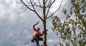 Спил аварийных деревьев – как и кем осуществляется