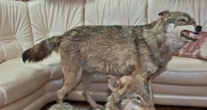 Чучело животных в интерьере