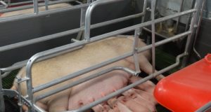 Станки для осеменения свиноматок