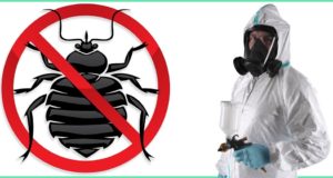 Профессиональное уничтожение клопов