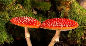 Польза красного мухомора