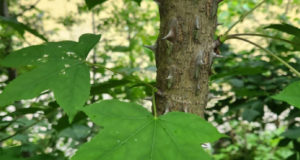 ФСК Регион пересадит краснокнижные растения из зоны строительства во Владивостоке