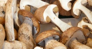 Самые полезные грибы