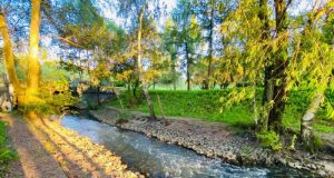 Открывается для посещений Видновский лесопарк