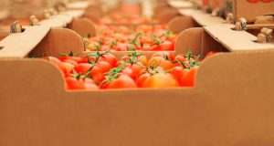 Овощехранилище вместимостью 8 тысяч тонн построят в городском округе Серебряные Пруды