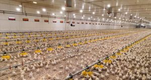 Подмосковная птицефабрика развивает производственные мощности в Наро-Фоминске