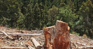 Цементный завод рискует остановиться из-за «лесного дела» в Минприроды