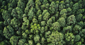 В Сочи разгорается спор между застройщиками и экологами за рекреационные земли