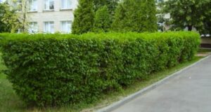 Баснословно дорогой пузыреплодник