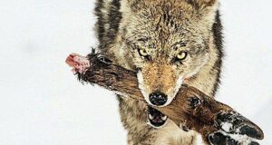 Волка кормят… налоги