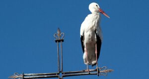 «Аистёнок» сильно клюнул компфонд