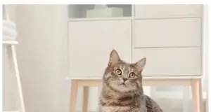 Как приучить кота к лотку в квартире легко и быстро