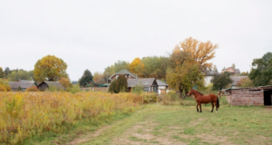 Полиция нашла незаконные дома в деревне Ленобласти