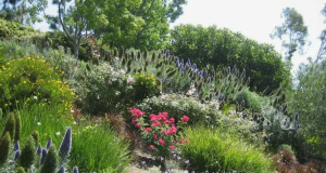 Что посадить на склоне, чтобы не размывало землю